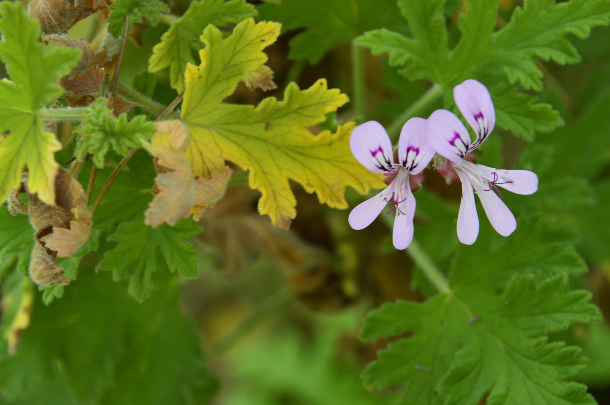 Pelargonium graveolens